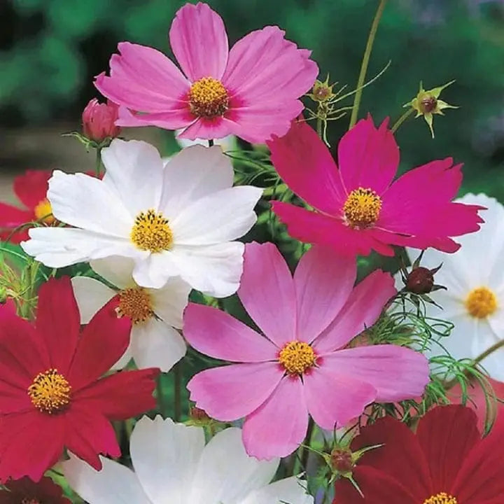 Mixed Cosmos Flower seeds for Planting Shade Tolerant Heirloom & GMO Free Seeds for Home Garden 
 
 Sale