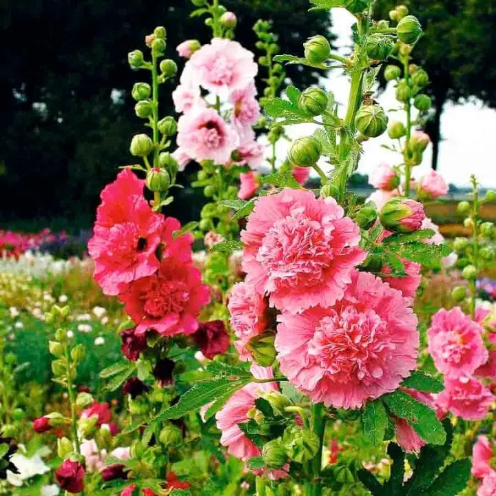 Mixed Hollyhock Flower seeds for Planting Vibrant Colors Heirloom & GMO Free Seeds for Home Garden 
 
 Sale