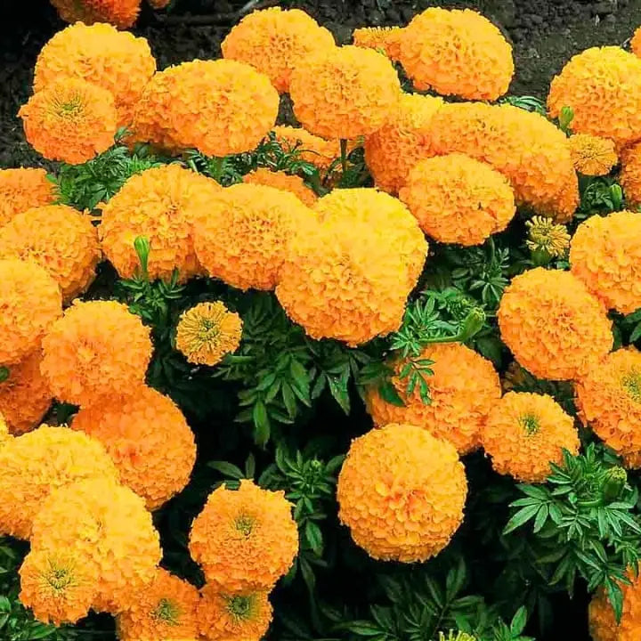 Marigold Flower seeds for Planting Shade Tolerant Heirloom & GMO Free Seeds for Home Garden