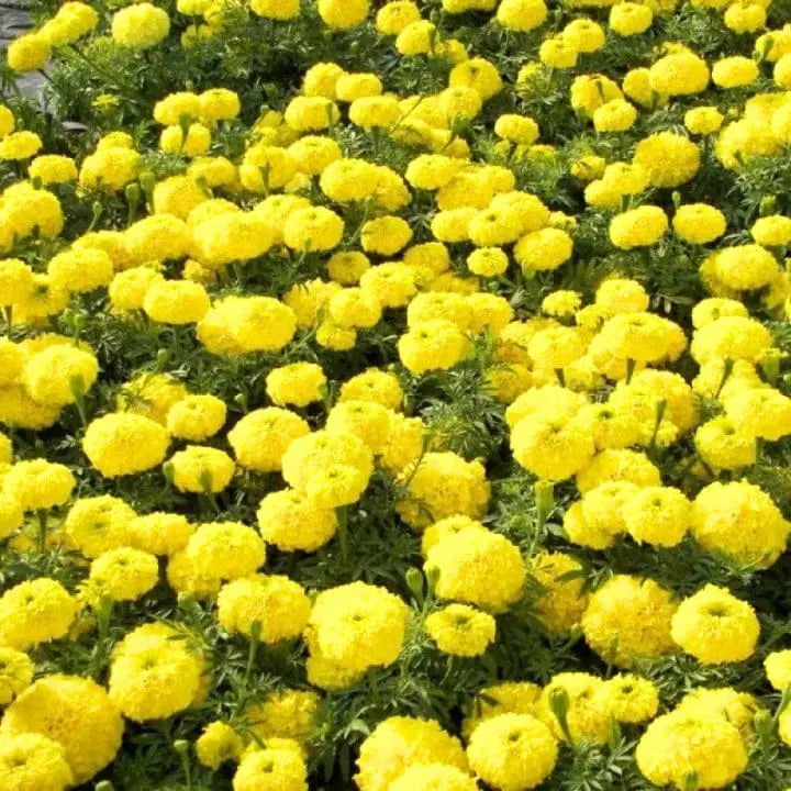 Yellow Marigold Flower seeds for Planting - Hardy Variety, Heirloom & GMO Free Seeds for Home Garden