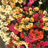 Yellow Nemesia Flower Seeds Planting