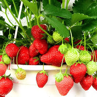Strawberry Planting Seeds for Lush Garden Fruits - Easy to Grow