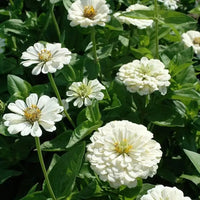 White Zinnia Flower seeds for Planting Sun Loving Heirloom & GMO Free Seeds for Home Garden
 
 Sale
