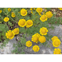 Golden Marguerite Daisy in full bloom showing bright yellow flowers