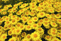 Packet of Golden Marguerite Daisy seeds for planting