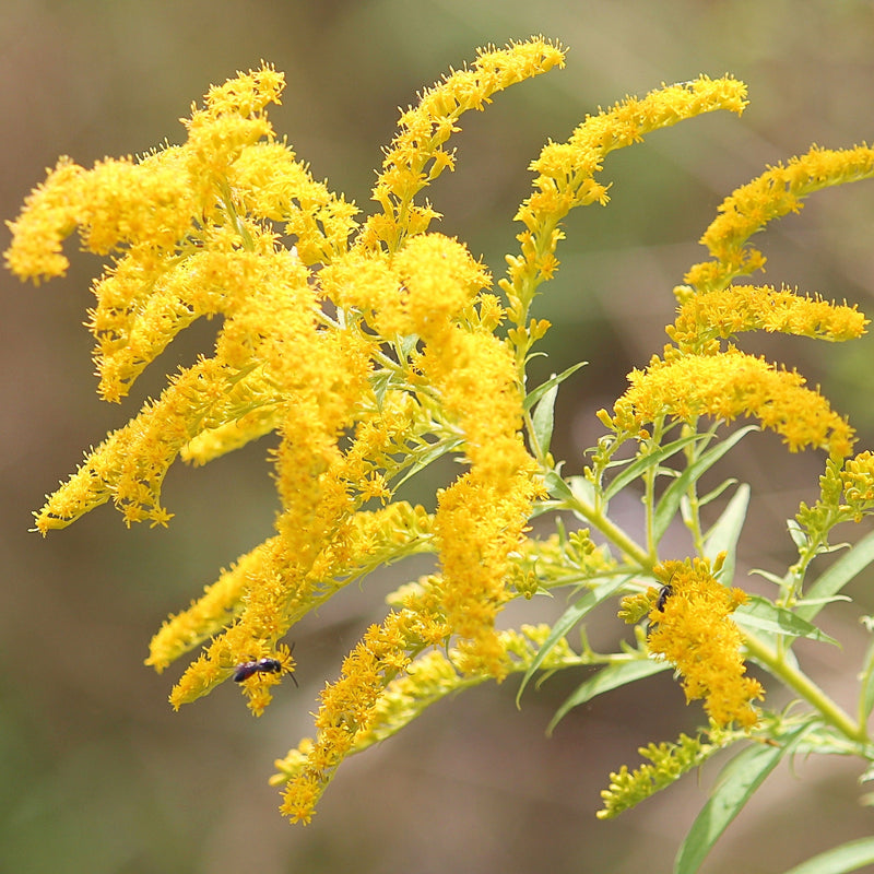 Yellow Astilbe Flower seeds for Planting - Pollinator Friendly, Heirloom & GMO Free Seeds for Home Garden