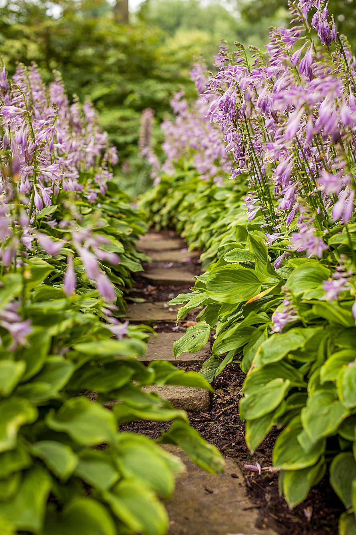 Hosta Perennial Flower seeds for Planting - Easy to Grow, Heirloom & GMO Free Seeds for Home Garden