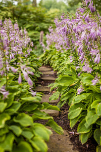 Hosta Perennial Flower seeds for Planting - Easy to Grow, Heirloom & GMO Free Seeds for Home Garden