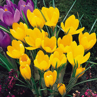 Yellow Crocus Flower seeds for Planting - Wildflower Mix, Heirloom & GMO Free Seeds for Home Garden