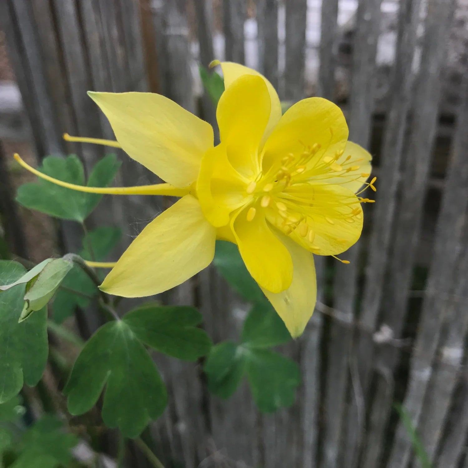 Golden Columbine Flower seeds for Planting Easy to Grow Heirloom & GMO Free Seeds for Home Garden