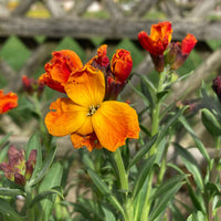 Goldlack Flower seeds for Planting - Pollinator Friendly, Heirloom & GMO Free Seeds for Home Garden