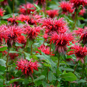 Goldmelisse Flower seeds for Planting - Compact Growth, Heirloom & GMO Free Seeds for Home Garden