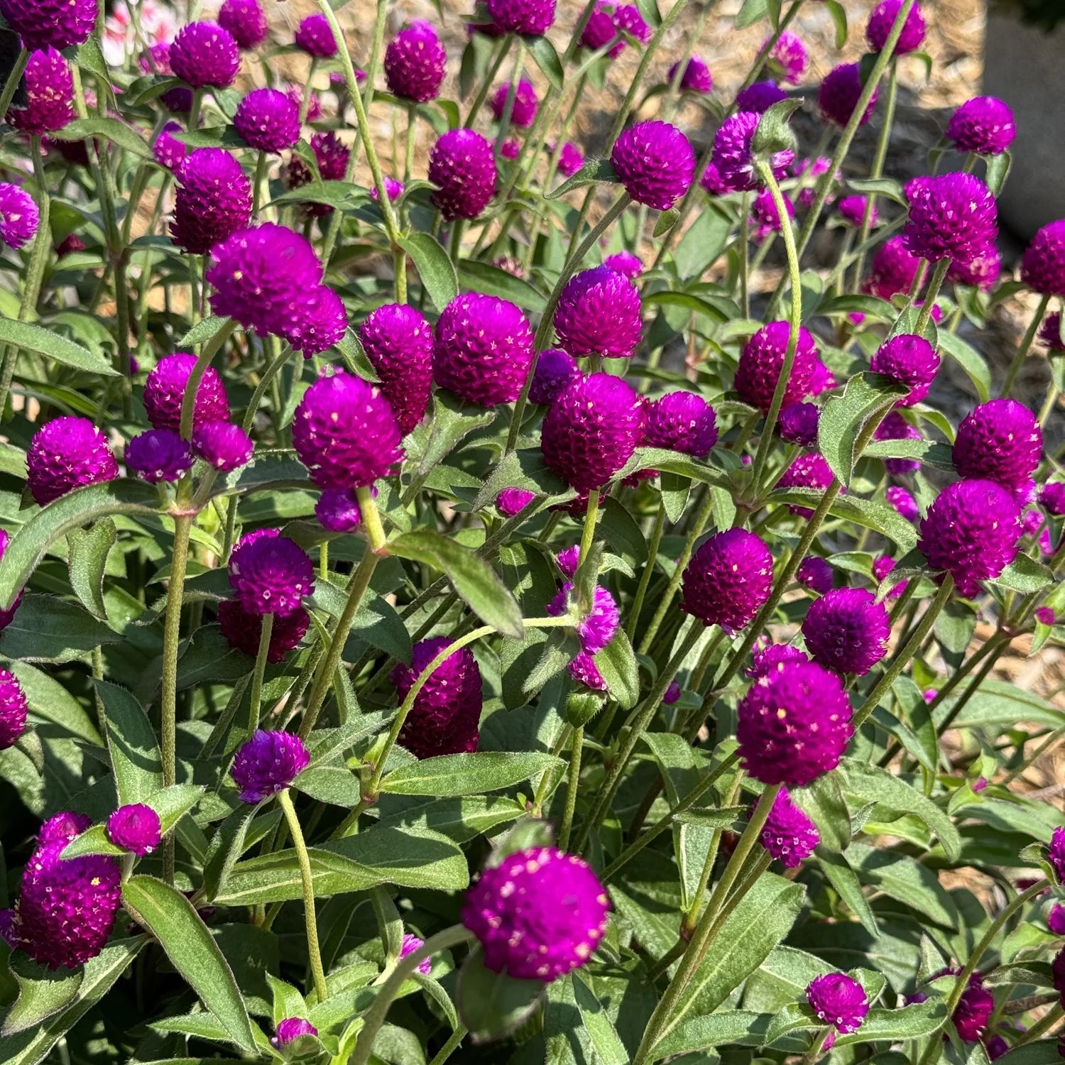 Gomphrena Flower seeds for Planting Fragrant Blossoms Heirloom & GMO Free Seeds for Home Garden 
 
 Sale