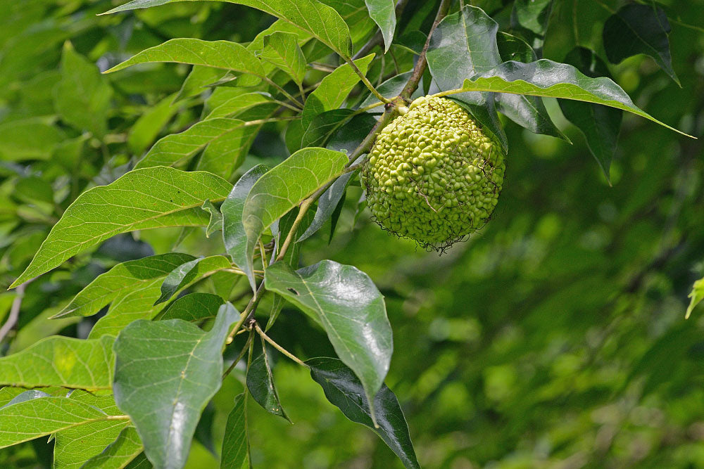 Maclura Fruit Seeds Planting Guide: Tips for Successful Growth