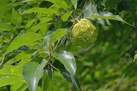 Maclura Fruit Seeds Planting Guide: Tips for Successful Growth