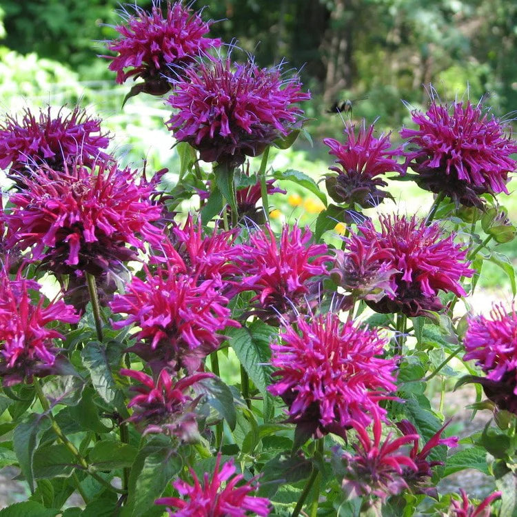 Monarda Bee Balm Mix Seeds for Pollinator-Friendly Flowers