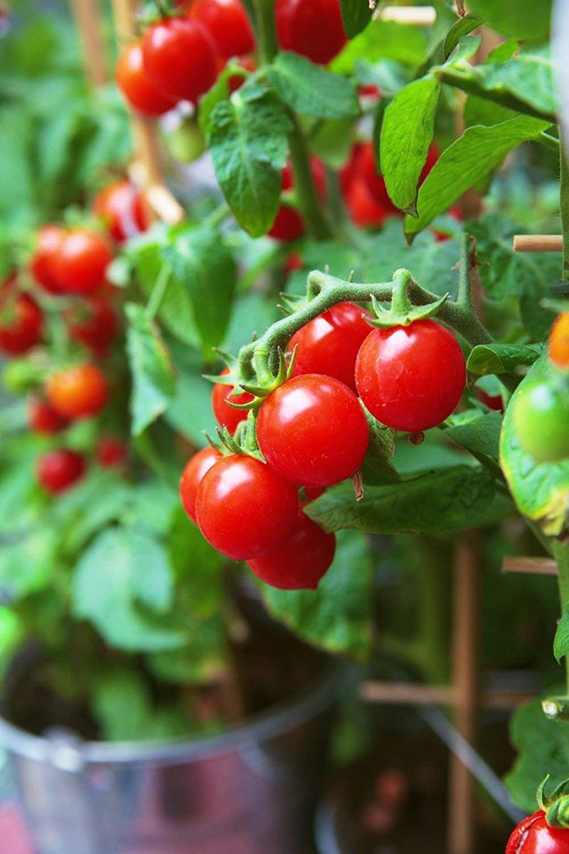 Grape cherry tomato seeds for planting