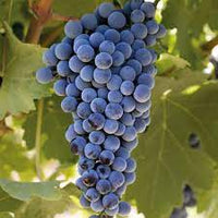 Grape seeds germination and planting guide for home gardeners