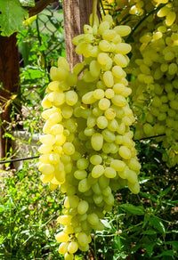 Grapefruit Citrus paradisi seeds for planting
