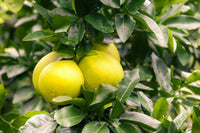 Green Grapefruit Seeds for Easy Planting | Grow Your Own Grapefruit