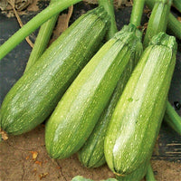 Gray zucchini squash seeds for planting