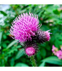 Great Burdock with edible roots and purple flowers