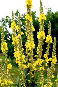Yellow Woolly Mullein Flower seeds for Planting - Compact Growth, Heirloom & GMO Free Seeds for Home Garden