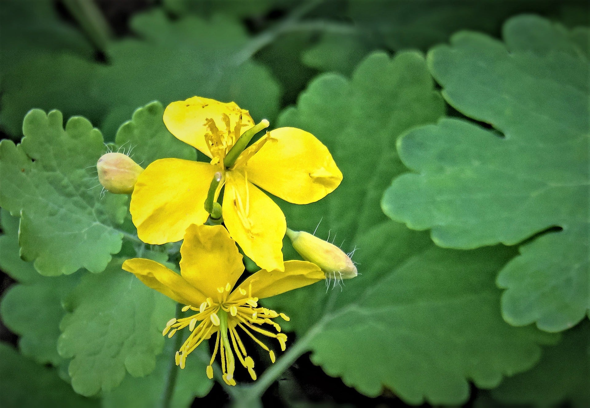 Celidonia Flower seeds for Planting Low Maintenance Heirloom & GMO Free Seeds for Home Garden 
 
 Sale