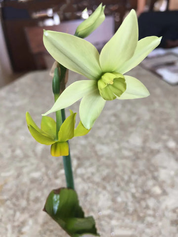 Light Green Narcissus Flower Seeds for Planting Easy to Grow Heirloom & GMO Free Seeds for Home Garden
 
 Sale