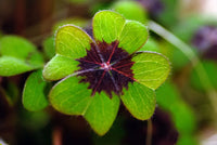 Green Clover Flower seeds for Planting - Shade Tolerant, Heirloom & GMO Free Seeds for Home Garden
