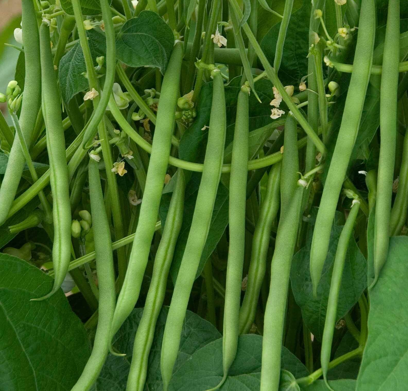 Green Sieve Bean Seeds for Easy Planting