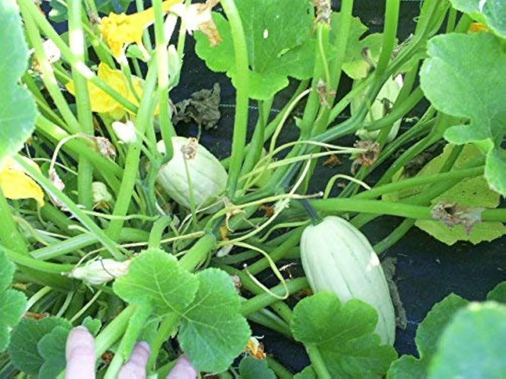 Harvest-ready Green Bush Delicata from seeds