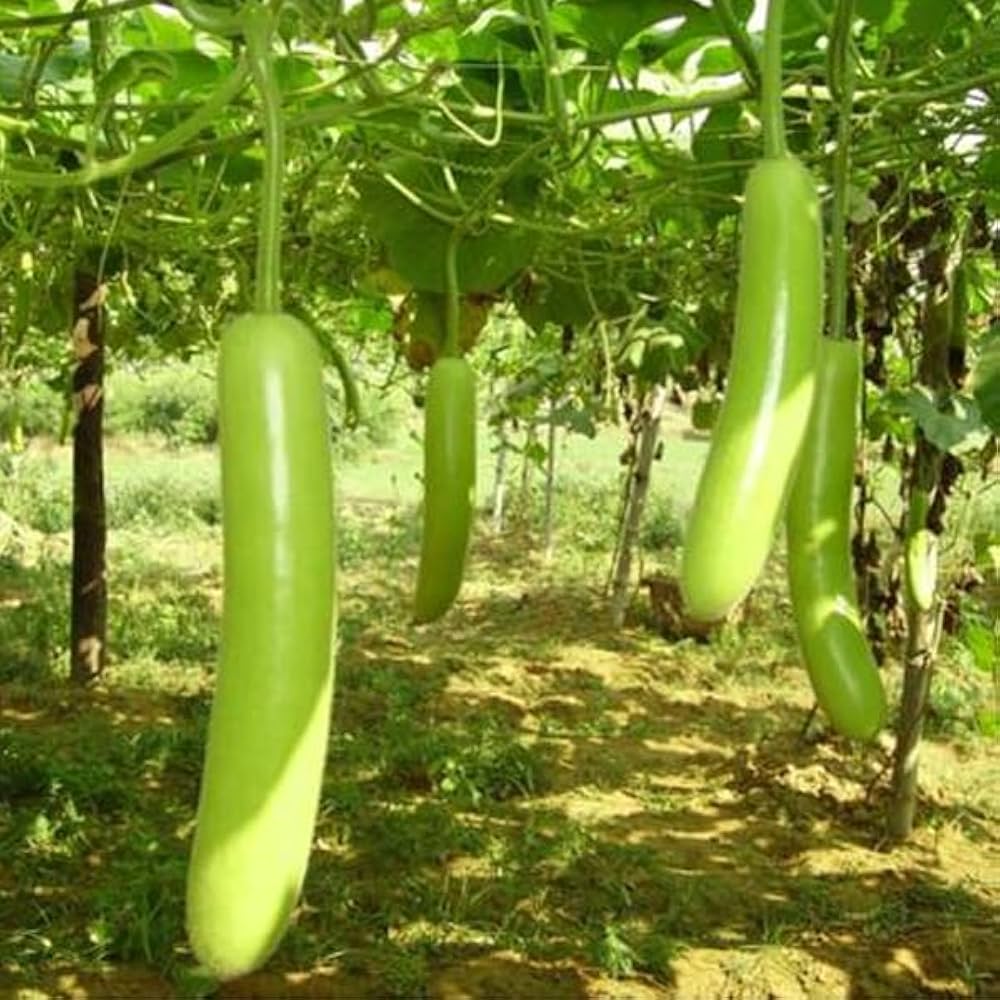 Green Calabash seeds for planting