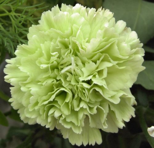Light Green Carnation Flower seeds for Planting Seasonal Bloomer Heirloom & GMO Free Seeds for Home Garden