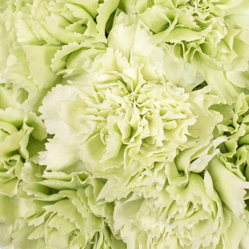 Light Green Carnation Flower seeds for Planting Seasonal Bloomer Heirloom & GMO Free Seeds for Home Garden