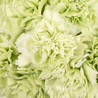 Light Green Carnation Flower seeds for Planting Seasonal Bloomer Heirloom & GMO Free Seeds for Home Garden