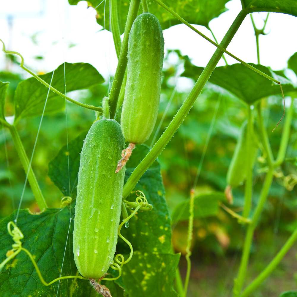 Green cucumber variety seeds for home gardens