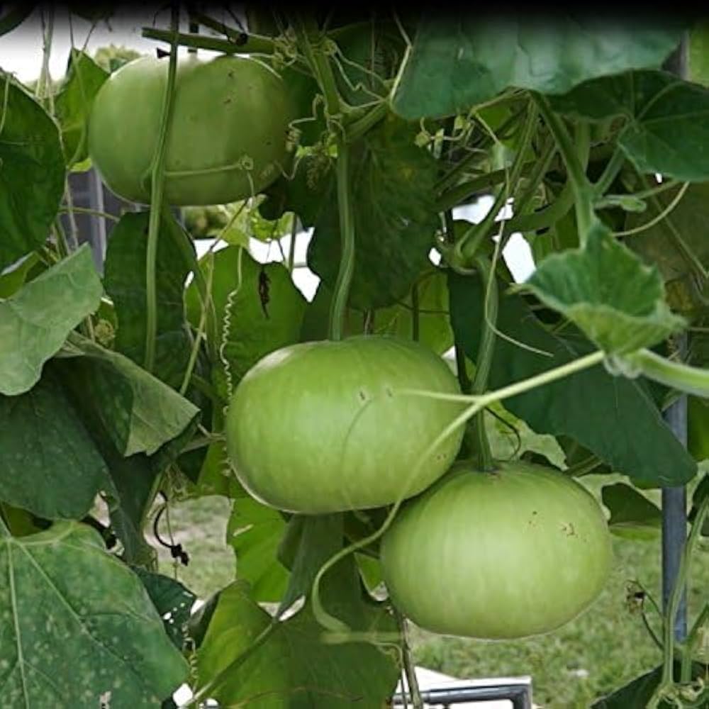 High quality Green Cucumeropsis seeds closeup