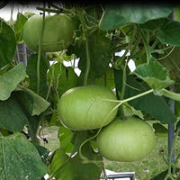 High quality Green Cucumeropsis seeds closeup