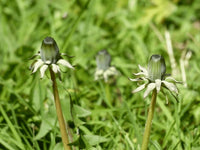 Green Dandelion Flower seeds for Planting - Seasonal Bloomer, Heirloom & GMO Free Seeds for Home Garden