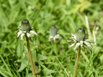 Green Dandelion Flower seeds for Planting - Seasonal Bloomer, Heirloom & GMO Free Seeds for Home Garden