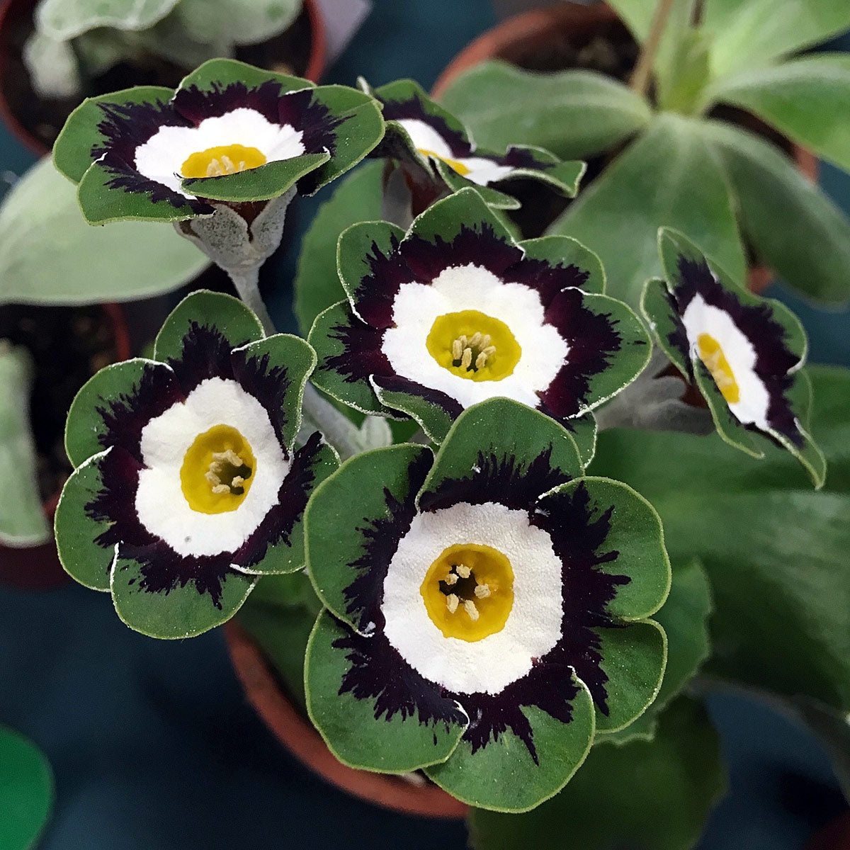 Green Shade Auricula Flower seeds for Planting - Shade Tolerant, Heirloom & GMO Free Seeds for Home Garden