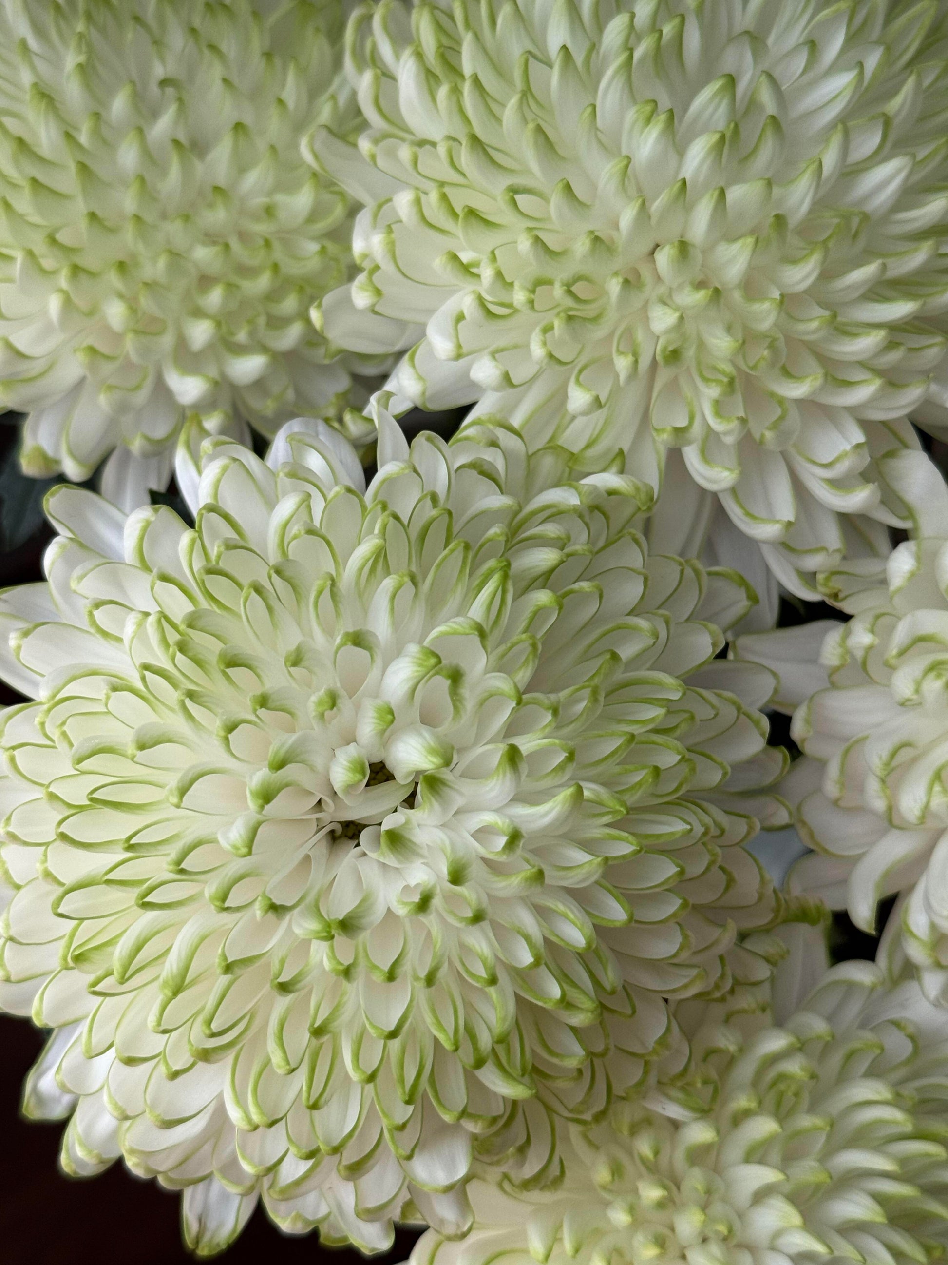 White Green Chrysanthemum Flower seeds for Planting - Vibrant Colors, Heirloom & GMO Free Seeds for Home Garden