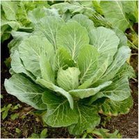 Green Georgia collard plants growing in garden
