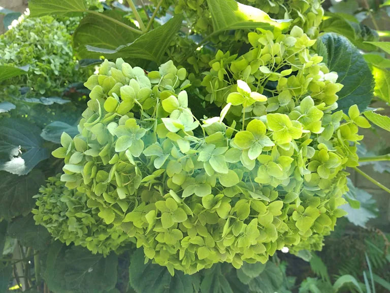 Thick Green Hydrangea Flower Seeds for Easy Planting