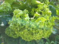 Thick Green Hydrangea Flower Seeds for Easy Planting