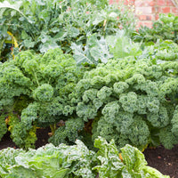 Kale plants from green kale seeds in garden