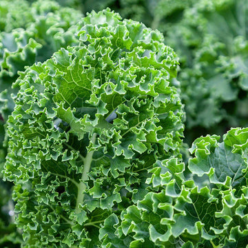 Green kale seeds for planting cool season leafy variety