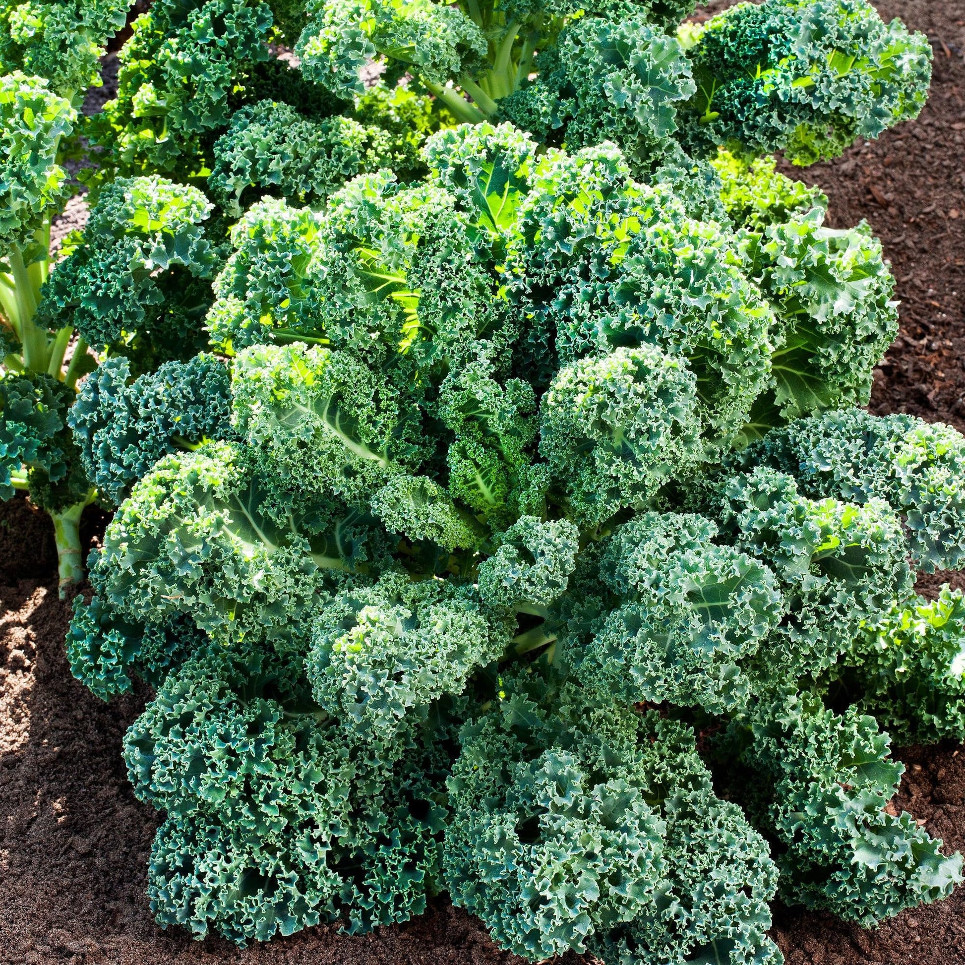 Green kale plants grown from seeds