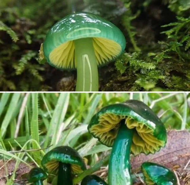 Green mushroom seeds for planting in home gardens